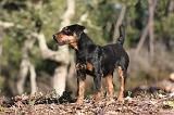 JAGDTERRIER ALLEMAND 080